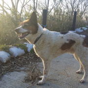 「17歳」【SNS投稿】鹿肉ドッグフード試食モニター 1~10歳のワンちゃん30名様大募集！の投稿画像