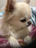 愛犬達