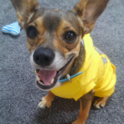 「エイジングを気にしないといけない年齢」【SNS投稿】鹿肉ドッグフード試食モニター 1~10歳のワンちゃん30名様大募集！の投稿画像