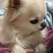 「愛犬達」【SNS投稿】鹿肉ドッグフード試食モニター 1~10歳のワンちゃん30名様大募集！の投稿画像