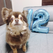 「愛犬！」【SNS投稿】鹿肉ドッグフード試食モニター 1~10歳のワンちゃん30名様大募集！の投稿画像