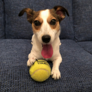 「いつもニコニコ」【SNS投稿】鹿肉ドッグフード試食モニター 1~10歳のワンちゃん30名様大募集！の投稿画像