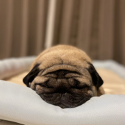 「愛犬大好き」【SNS投稿】鹿肉ドッグフード試食モニター 1~10歳のワンちゃん30名様大募集！の投稿画像