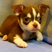 「顔出しＯＫです！」【SNS投稿】鹿肉ドッグフード試食モニター 1~10歳のワンちゃん30名様大募集！の投稿画像