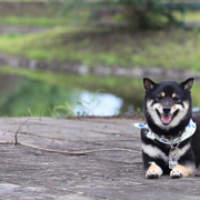 「笑顔の子」【SNS投稿】鹿肉ドッグフード試食モニター 1~10歳のワンちゃん30名様大募集！の投稿画像