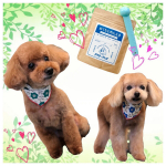 チュラコス様の『オーラル&ヘルスケアふりかけ　おくちとめんえき』モニターに当選しました🎶獣医師の監修の元、無添加で口臭予防&免疫力維持できる嬉しいWケア🐶ローズマリーの香り🌿ご&hellip;のInstagram画像