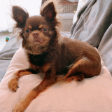 「愛犬」の画像（1枚目）