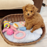 「子犬のモコ」の画像（1枚目）