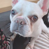 「愛犬」の画像（1枚目）
