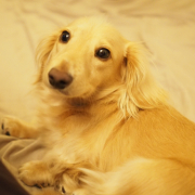 「ジル」カイカイでお悩みのワンちゃん必見！【インスタ投稿】皮膚ケア療法食ドッグフード　長期(1ヶ月)モニター　ワンちゃん10名様大募集！の投稿画像