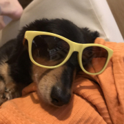 「可愛いももちゃん」カイカイでお悩みのワンちゃん必見！【インスタ投稿】皮膚ケア療法食ドッグフード　長期(1ヶ月)モニター　ワンちゃん10名様大募集！の投稿画像