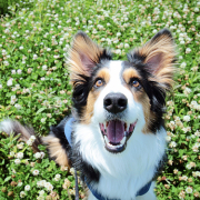 「春のお散歩」カイカイでお悩みのワンちゃん必見！【インスタ投稿】皮膚ケア療法食ドッグフード　長期(1ヶ月)モニター　ワンちゃん10名様大募集！の投稿画像