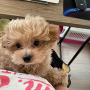 「、」カイカイでお悩みのワンちゃん必見！【インスタ投稿】皮膚ケア療法食ドッグフード　長期(1ヶ月)モニター　ワンちゃん10名様大募集！の投稿画像