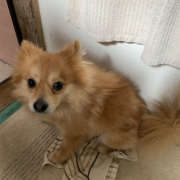 「きつねみたいな見た目のポメラニアン」カイカイでお悩みのワンちゃん必見！【インスタ投稿】皮膚ケア療法食ドッグフード　長期(1ヶ月)モニター　ワンちゃん10名様大募集！の投稿画像