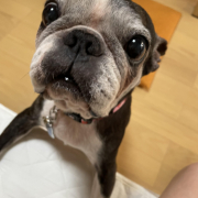 「ココ」カイカイでお悩みのワンちゃん必見！【インスタ投稿】皮膚ケア療法食ドッグフード　長期(1ヶ月)モニター　ワンちゃん10名様大募集！の投稿画像