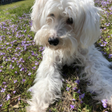 「シーズーとトイプーのMIX」の画像（1枚目）