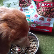 「ココ」カイカイでお悩みのワンちゃん必見！【インスタ投稿】皮膚ケア療法食ドッグフード　長期(1ヶ月)モニター　ワンちゃん10名様大募集！の投稿画像