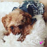 愛犬りりです！
