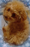 「愛犬りりです！」の画像（2枚目）