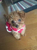 「愛犬りりです！」の画像（3枚目）