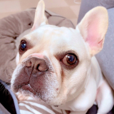 「愛犬」の画像（1枚目）
