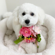 トイプードルのコトです。