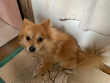 「きつねみたいな犬」の画像（1枚目）