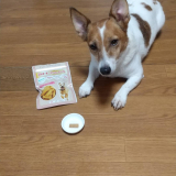 「愛犬達です。」の画像（3枚目）