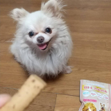 「愛犬達です。」の画像（2枚目）