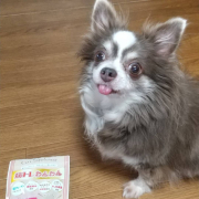 「愛犬達です。」【動画・SNS投稿】鹿肉ドッグフード試食モニター 1~10歳のワンちゃん20名様大募集！の投稿画像