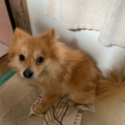 「きつねみたいな犬」【動画・SNS投稿】鹿肉ドッグフード試食モニター 1~10歳のワンちゃん20名様大募集！の投稿画像