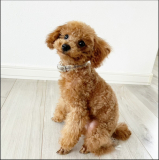 「美味しいフードを食べたいワン♡」の画像（1枚目）