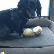 「ミニチュア」【動画・SNS投稿】鹿肉ドッグフード試食モニター 1~10歳のワンちゃん20名様大募集！の投稿画像