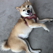 「散歩から帰宅」【動画・SNS投稿】鹿肉ドッグフード試食モニター 1~10歳のワンちゃん20名様大募集！の投稿画像