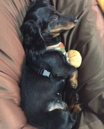 シリーズ累計63614頭のワンちゃんが食べた！国産ドッグフードメーカーから、食事療法食の皮膚ケア（フィッシュ）が新発売！皮膚ケア(フィッシュ)は、食物アレルギーによる皮膚疾患に悩むワンちゃんの&hellip;のInstagram画像