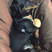 「うらん」【動画・SNS投稿】鹿肉ドッグフード試食モニター 1~10歳のワンちゃん20名様大募集！の投稿画像