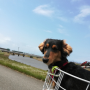 「食欲旺盛」【動画・SNS投稿】鹿肉ドッグフード試食モニター 1~10歳のワンちゃん20名様大募集！の投稿画像