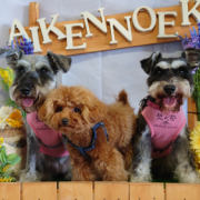 「愛犬」【動画・SNS投稿】鹿肉ドッグフード試食モニター 1~10歳のワンちゃん20名様大募集！の投稿画像