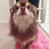 「愛犬チワワ」の画像（1枚目）