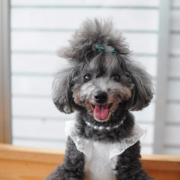 「応募します！」【動画・SNS投稿】鹿肉ドッグフード試食モニター 1~10歳のワンちゃん20名様大募集！の投稿画像