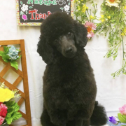 「トイプードルのレオくんです！」【動画・SNS投稿】鹿肉ドッグフード試食モニター 1~10歳のワンちゃん20名様大募集！の投稿画像