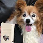 シール作りました🥰かわいい💕毎日見られるようにまずはスマホケースに😊.#papillon #パピヨン #パピヨン3兄妹 #いぬすたぐらむ #パピヨン大好き  #PR #コスモメディアサービス #&hellip;のInstagram画像