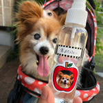 虫除けスプレーしてイザ出発！1人乗りのはずが😅シールまだまだあります🥰何に貼ろうかな☺️.#パピヨン #パピヨン大好き  #パピヨン多頭飼い #パピヨンラブ  #パピヨン3兄妹 #パピヨン飼っ&hellip;のInstagram画像