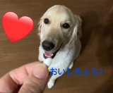 口コミ：犬用コラーゲンサプリメント「健・ドッグ」の画像（4枚目）