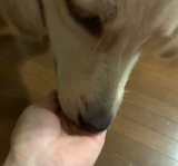 口コミ：犬用コラーゲンサプリメント「健・ドッグ」の画像（6枚目）