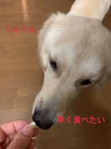 口コミ：犬用コラーゲンサプリメント「健・ドッグ」の画像（5枚目）