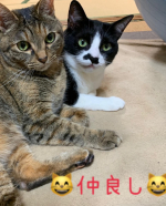 あまりにも早く寝すぎて目が覚めてしまった💦明日も仕事なのに💦昨晩ひとしきりおもちゃで旦那さんに遊んで貰った後の仲良く2ニャンズ😼😼😼旦那さんのワクチン接種も無事に終わりました。腕が痛いそうですが😓&hellip;のInstagram画像