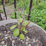 今日は暑い&hellip;と思ったら雷⚡激しい雨☔そしてお日さま&hellip;と、不思議な天気でしたひと雨ごとに寒くなる季節なのでしょうか&hellip;天気の良い日に少しずつ庭の片付けをしていますクレマチスさんもアナベルさ&hellip;のInstagram画像