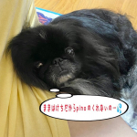 ♪2021/10/10♪昨日に続きまして〜🤣✌️♪立て続けに&hellip; #モニプラ　のモニターに当選しまして〜🎶♪今日は　#マルサン　さんの　#だし香る鮮度みそ　💕♪いやぁ〜世の中&hellip;のInstagram画像