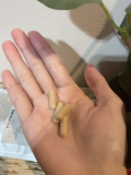 ヒハツ